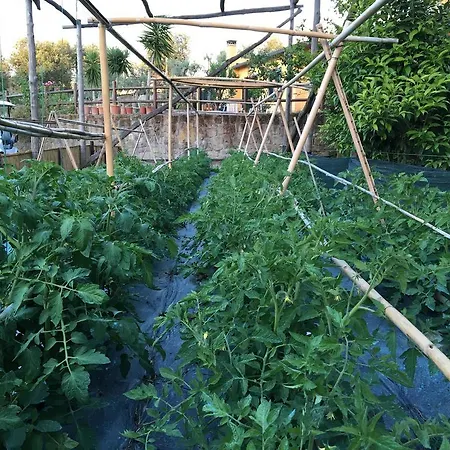 卡萨莱安东尼耶他酒店 住宿加早餐酒店 索伦托