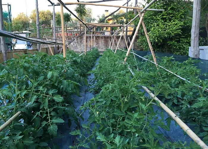 Casale Antonietta Bed and Breakfast Σορέντο