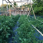 Casale Antonietta Bed and Breakfast Σορέντο